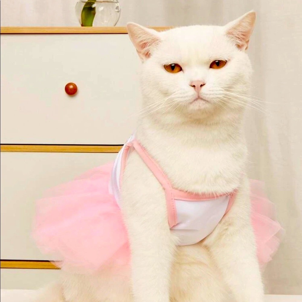 Bailarina  dress pet ❤️